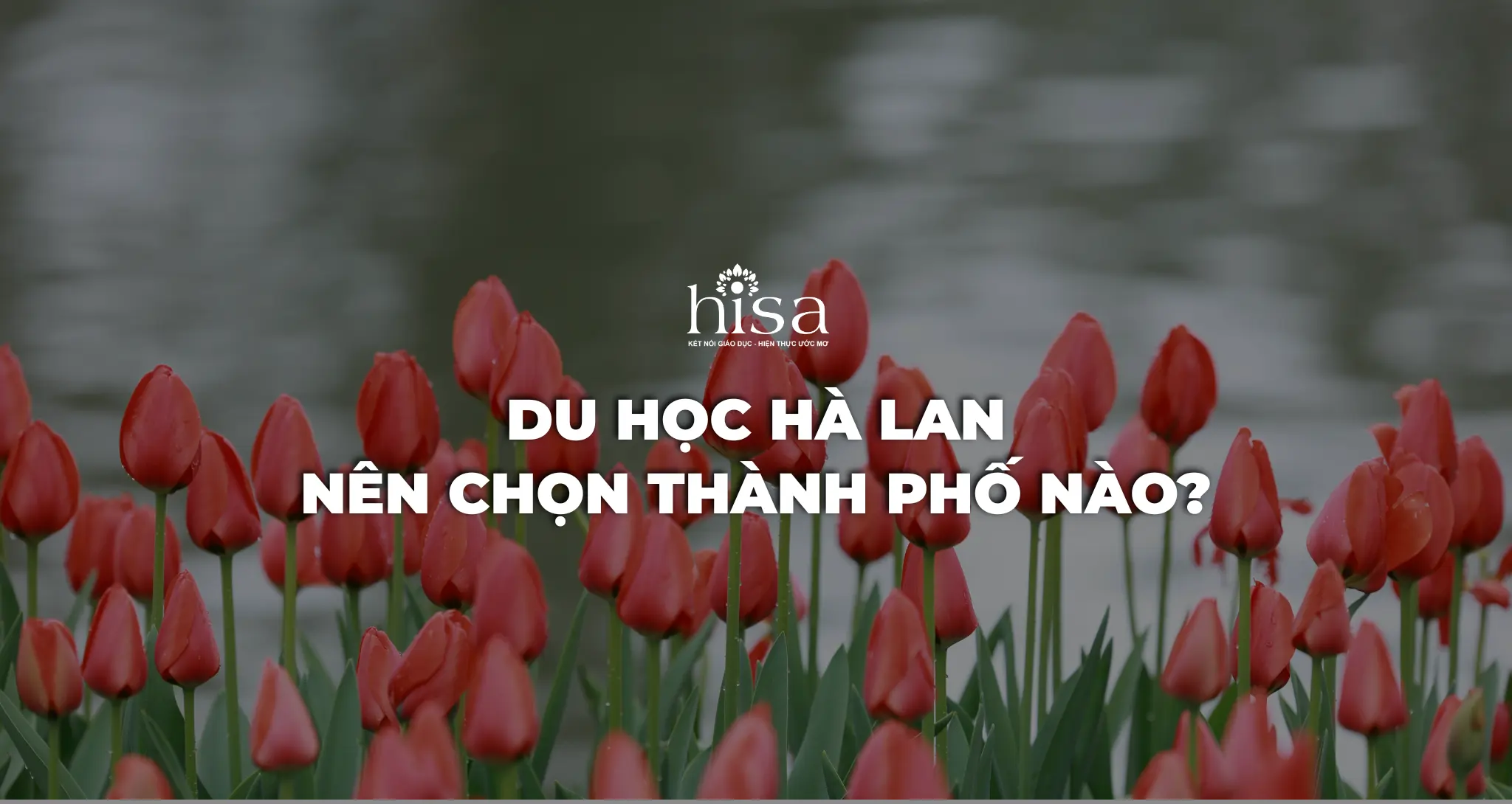 Thành phố nào phù hợp với bạn để chọn khi du học Hà Lan?